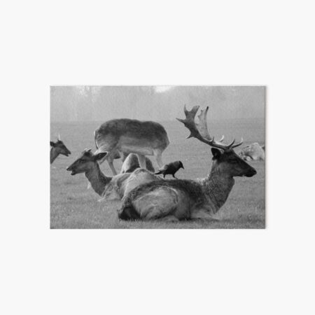 Wild Deer & Blackbird, Phoenix Park, Dublin Art Board Print