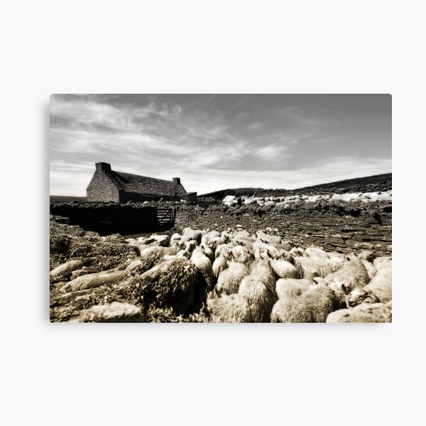 Gathering Canvas Print