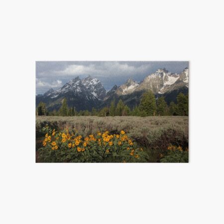 Grand Teton & Mule's Ears Art Board Print