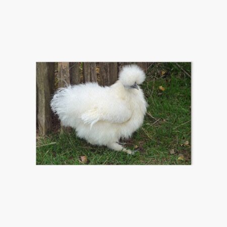 Silky Chicken Art Board Print