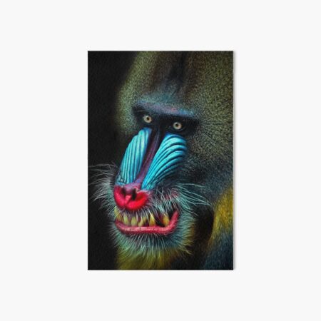 Mandrill Art Board Print
