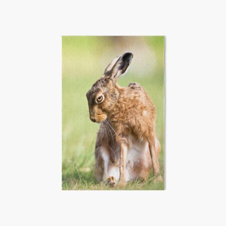 Summer Hare Art Board Print