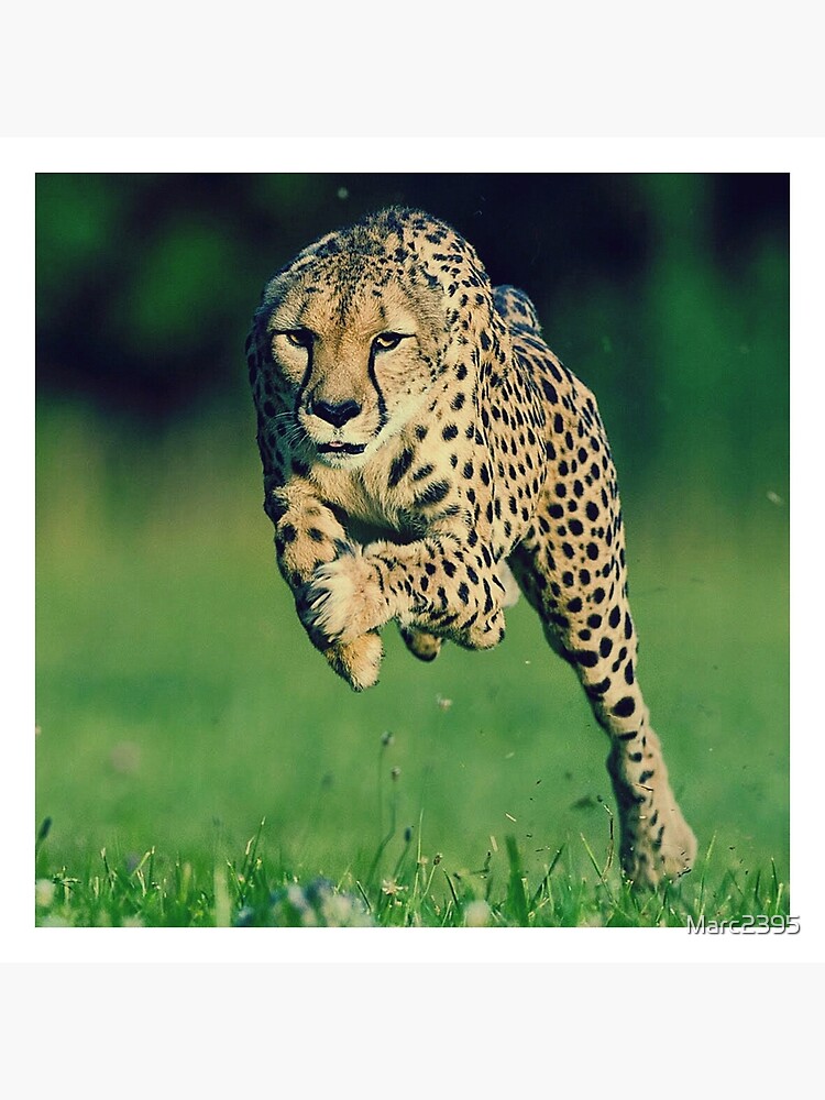 Lion Attacks Wall Art Redbubble - leopard dino tail roblox