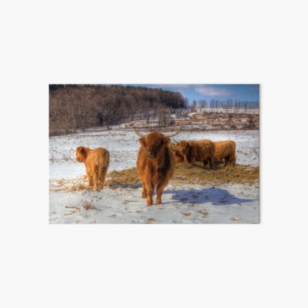 Scottish Highland Cattle Art Board Print
