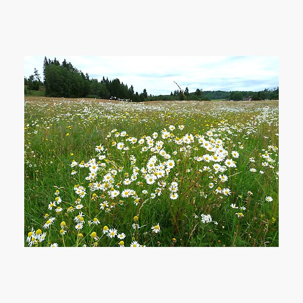 Item preview, Summer Meadow at Lerdal designed and sold by HELUA.