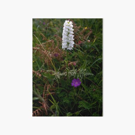 Irish White Orchid, Inishmore Art Board Print