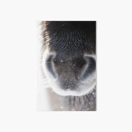 Shetland Pony Art Board Print