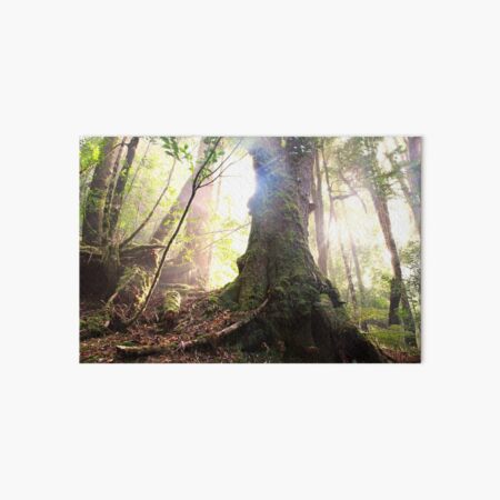 Enchanted Forest, Franklin-Gordon Wild Rivers National Park, Tasmania Art Board Print