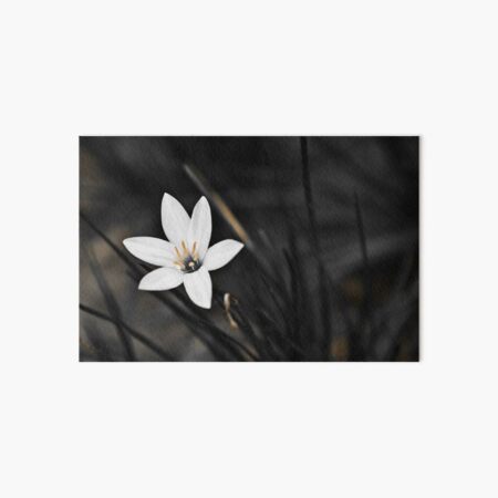 White on black flower Art Board Print