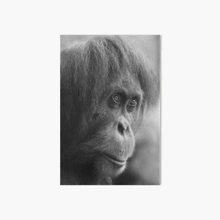 Orangutan Art Board Print
