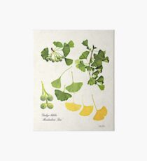 Ginkgo biloba botanical print Art Board Print