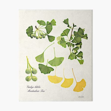 Ginkgo biloba botanical print Art Board Print