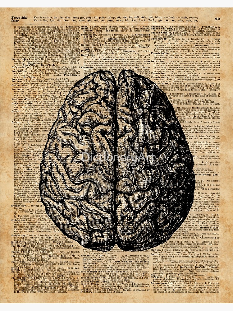 anatomical brain illustration