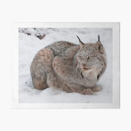 Canada Lynx Art Board Print