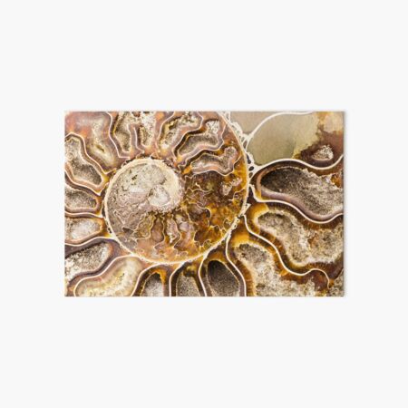 Item preview, Spiral Ammonite fossil designed and sold by OkoLaa.