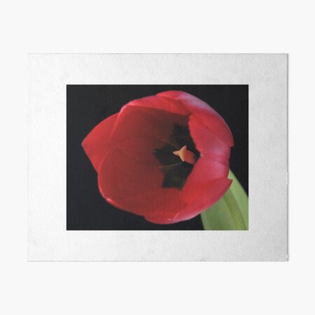 Tulip Art Board Print