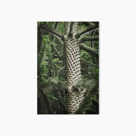 Monkey Puzzle Tree Art Board Print