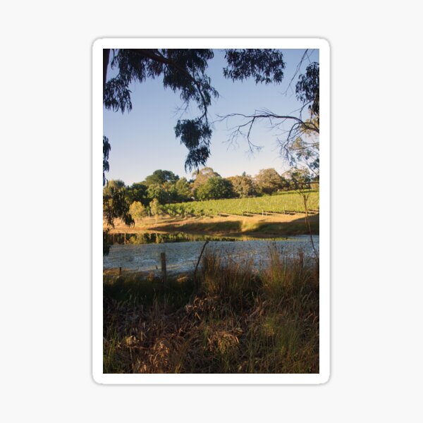 The Pinot Patch - Adelaide Hills - Fleurieu Peninsula - by South Australian artist Avril Thomas Sticker