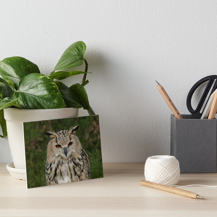 Portrait of a Siberian Eagle Owl Art Board Print