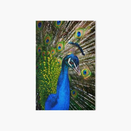 Peacock Art Board Print