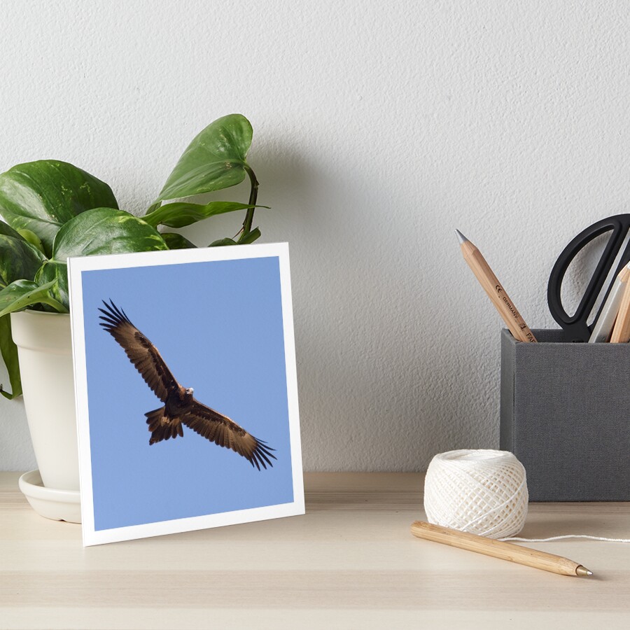 Wedgetail on patrol Art Board Print