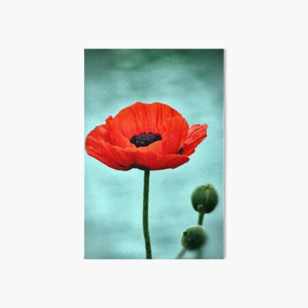 RED POPPY Art Board Print
