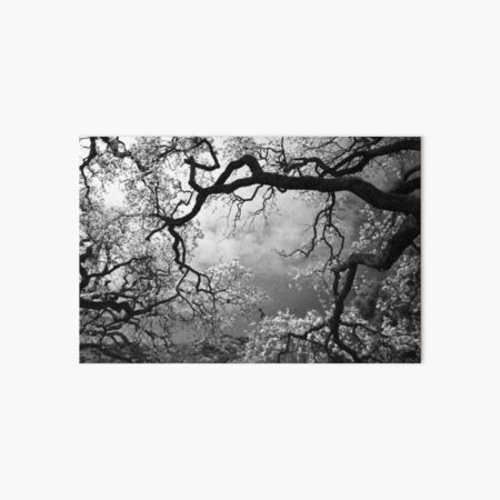 Sheltering Sky Art Board Print