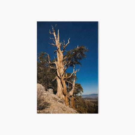 Ancient Bristlecone Pine Art Board Print