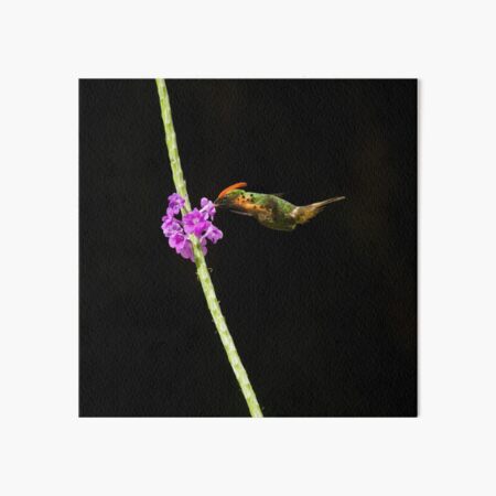 Tufted Coquette Art Board Print