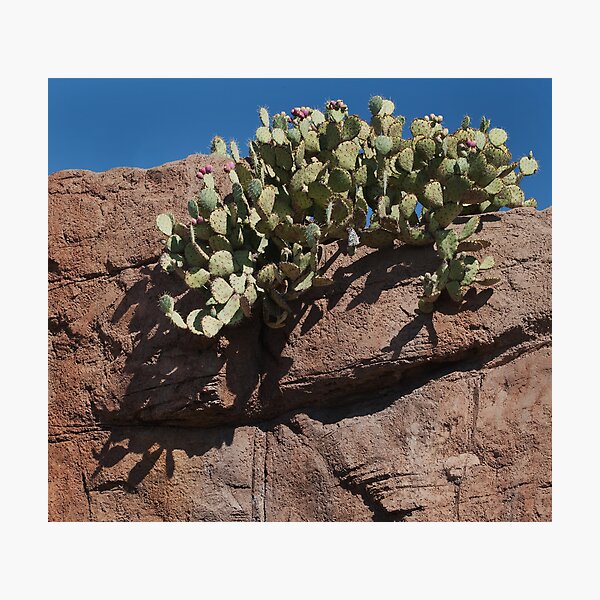 Crown of Thorns Photographic Print