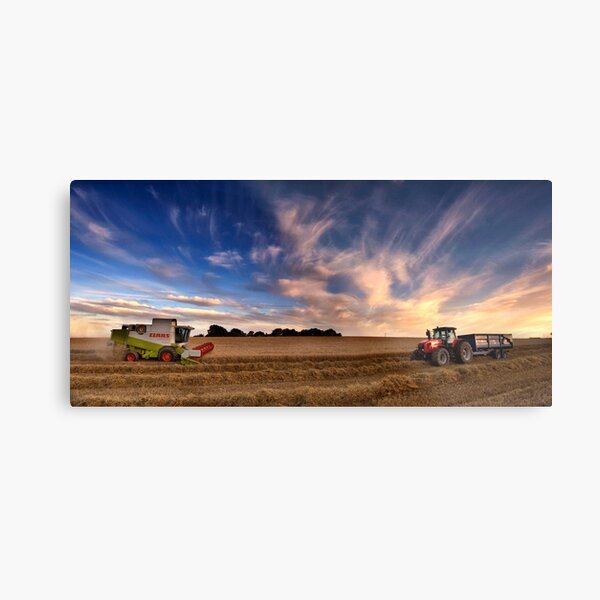 Harvesting barley, Norfolk, UK Metal Print