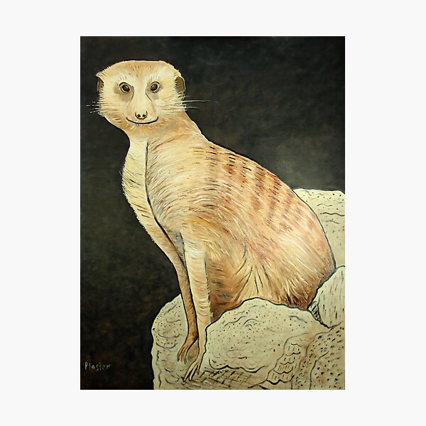 Monty Meerkat Photographic Print