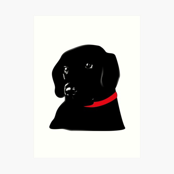 black lab red collar