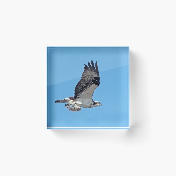Item preview, Osprey flying with fish designed and sold by ForLoveofArt.