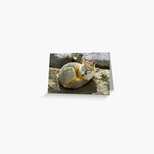 Swift Fox Greeting Card