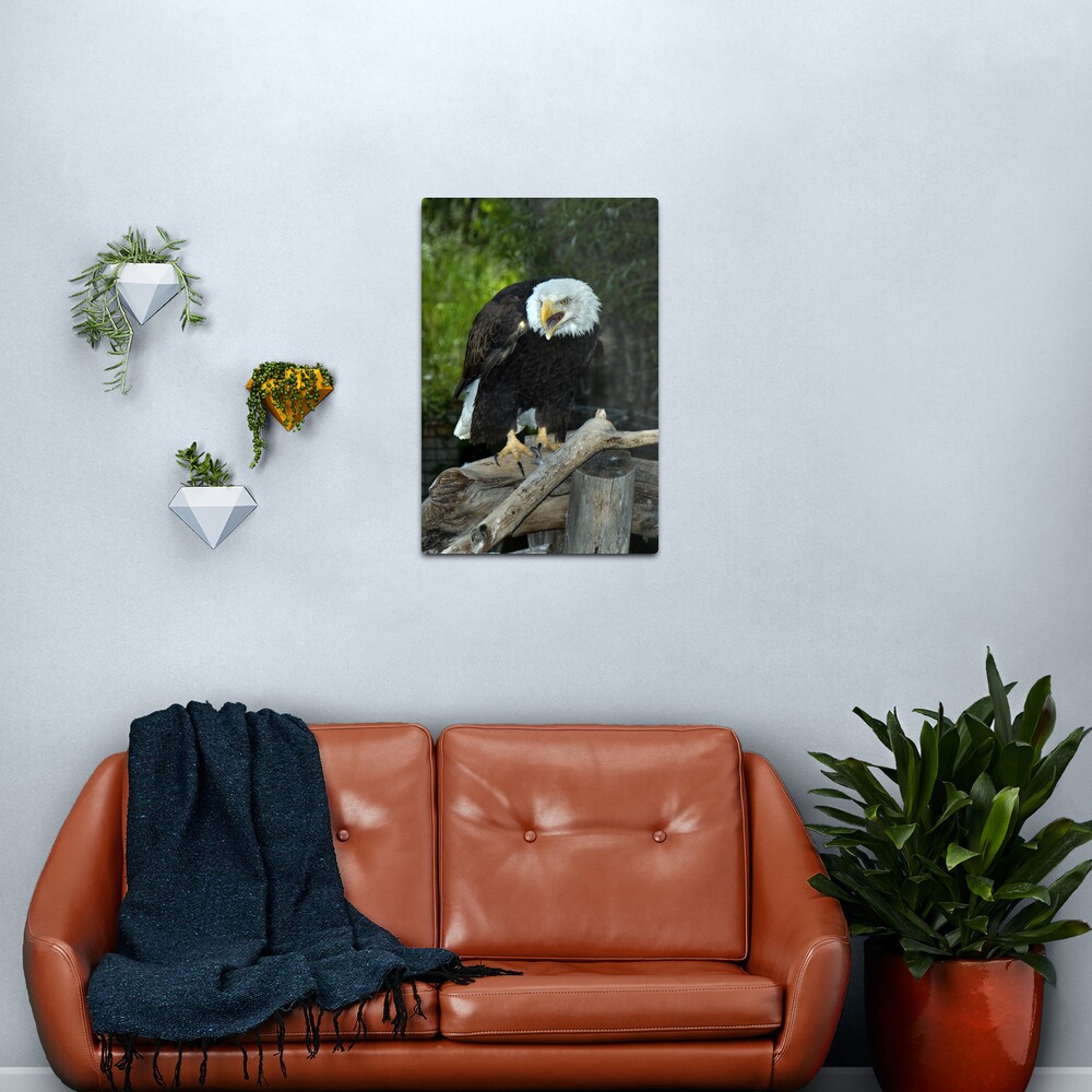 Bald Eagle (Montana) Metal Print