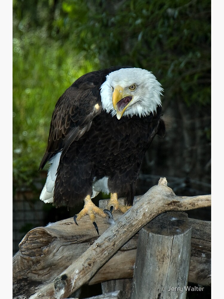 Bald Eagle (Montana) by jwwalter