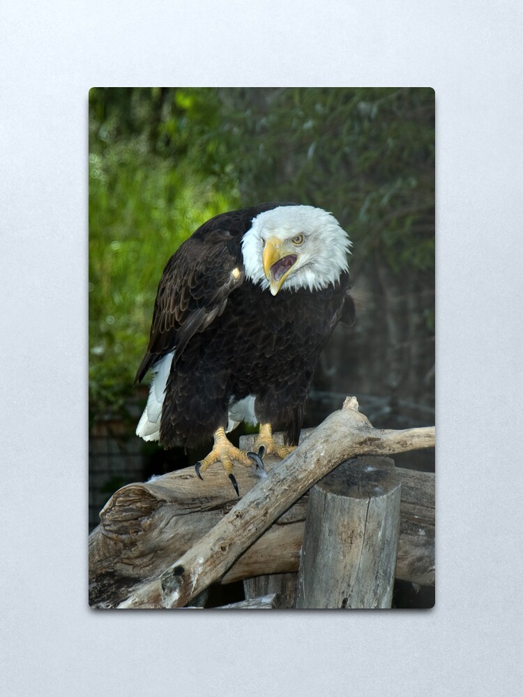 Alternate view of Bald Eagle (Montana) Metal Print