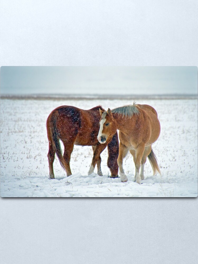Alternate view of Equine Winter Metal Print