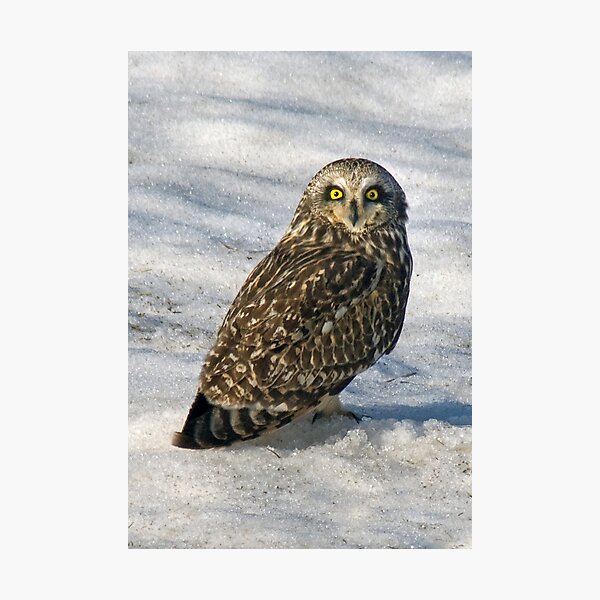 Owl Photographic Print
