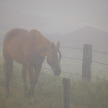 Artwork thumbnail, Horse in the Fog by jwwalter