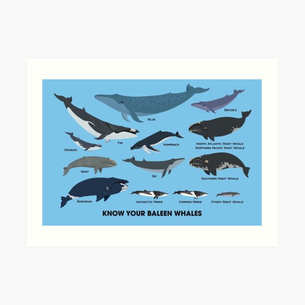 Know Your Baleen Whales Art Print