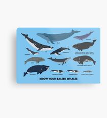 Know Your Baleen Whales Metal Print