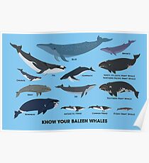 Póster Conozca a sus ballenas barbadas