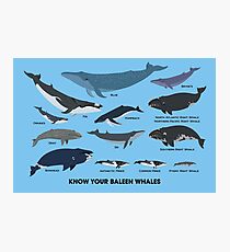 Know Your Baleen Whales Photographic Print