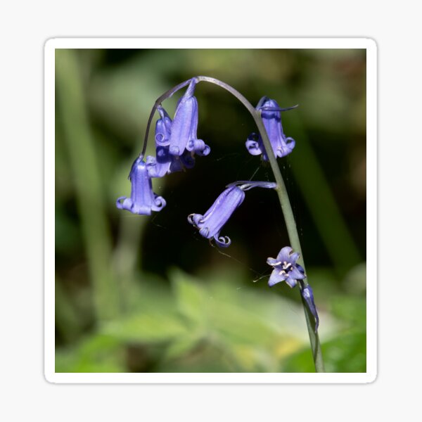 Bluebells Close Up Sticker