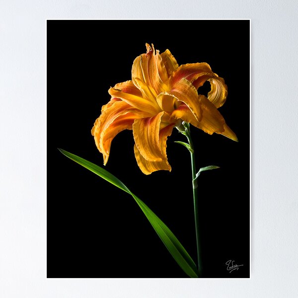 Item preview, Double Day Lily designed and sold by Endre.