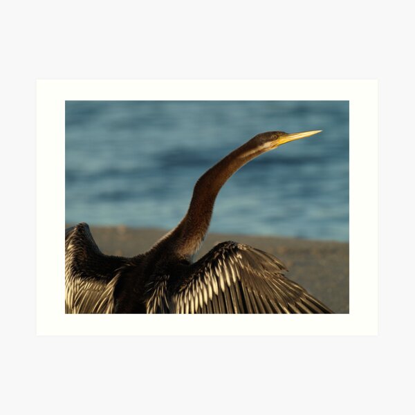 Darter Close-up Art Print