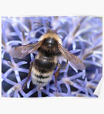 Mr Bumble bee Poster