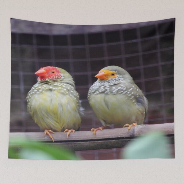Item preview, Star Finches designed and sold by Vicki Spindler (VHS Photography).
